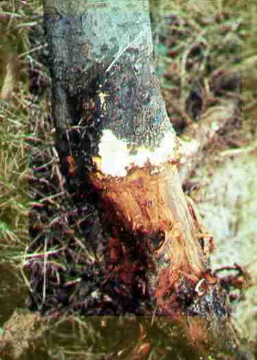 Phytophthora cactorum Phytophthora Database