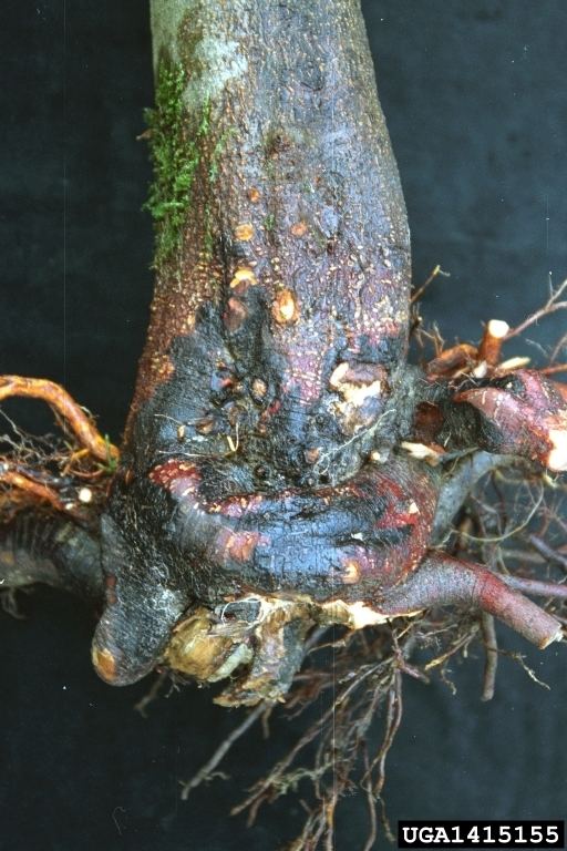 Phytophthora cambivora Phytophthora root and crown rot Phytophthora cambivora on