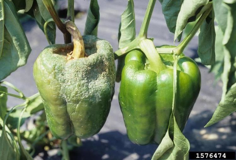 Phytophthora capsici Phytophthora blight Phytophthora capsici on sweet pepper