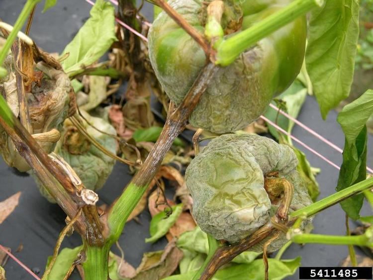 Phytophthora capsici Phytophthora blight Phytophthora capsici on sweet pepper