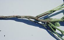 Phytophthora megasperma httpsuploadwikimediaorgwikipediacommonsthu
