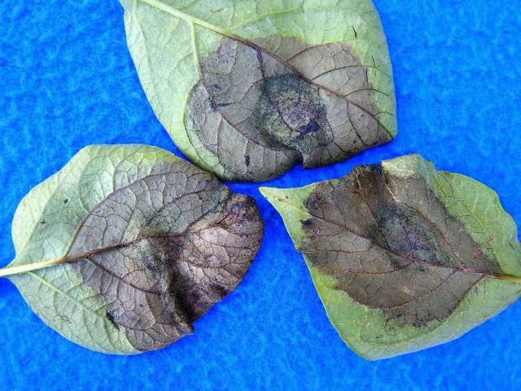 Phytophthora nicotianae Leaf spot caused by Phytophthora nicotianae