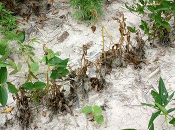 Phytophthora sojae Phytophthora root and stem rot showing up in soybeans MSU Extension