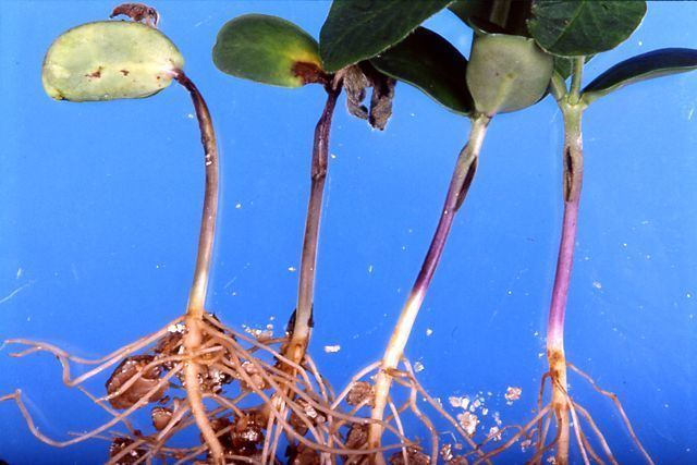 Phytophthora sojae Phytophthora root and stem rot of soybean