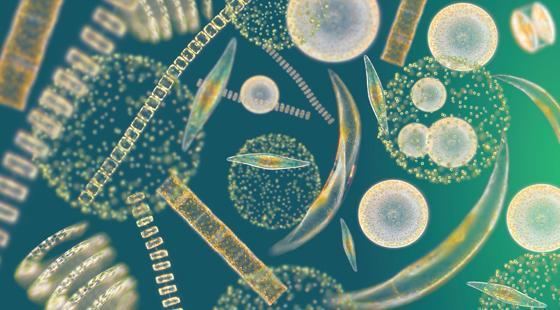 Phytoplankton Searching for Phytoplankton Sailors for the Sea