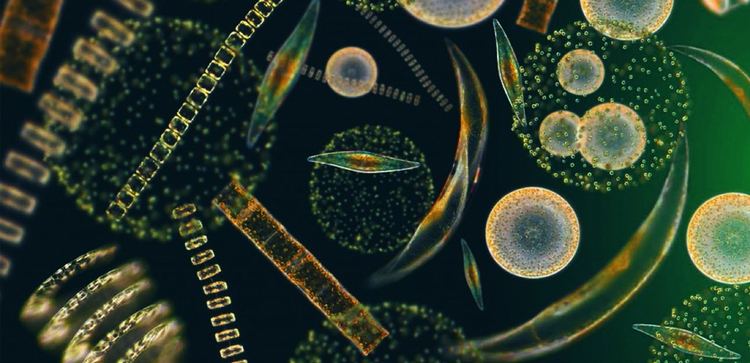 Phytoplankton Phytoplankton Friday Sanibel Sea School