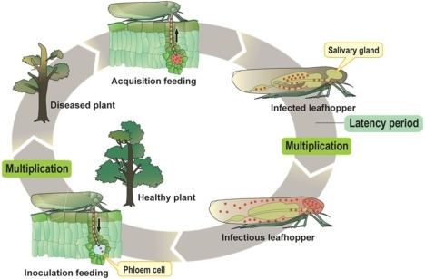 Phytoplasma Life cycle of phytoplasmasPhytoplasma is shown as a re Openi