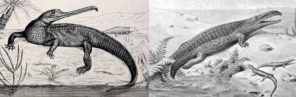 Phytosaur Phytosaurs mostly gharialsnouted reptiles of the Triassic part