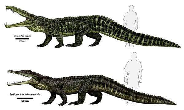 Phytosaur Phytosaur Wikipedia