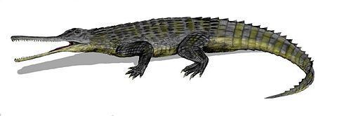 Phytosaur uploadwikimediaorgwikipediacommonsthumbdd2