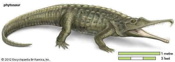 Phytosaur crurotarsan fossil reptile Britannicacom