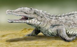 Phytosaur Phytosaur Wikipedia