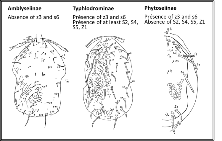 Phytoseiidae Untitled Document