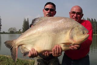 Piaractus mesopotamicus Big Fishes of the World April 2012