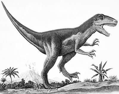 Piatnitzkysaurus The Dino Directory Piatnitzkysaurus Natural History Museum