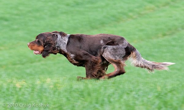 Picardy Spaniel Pointing Dog Blog Breed of the Week The Picardy Spaniel