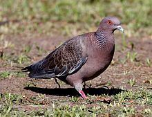 Picazuro pigeon httpsuploadwikimediaorgwikipediacommonsthu