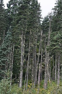 Picea × lutzii httpsuploadwikimediaorgwikipediacommonsthu