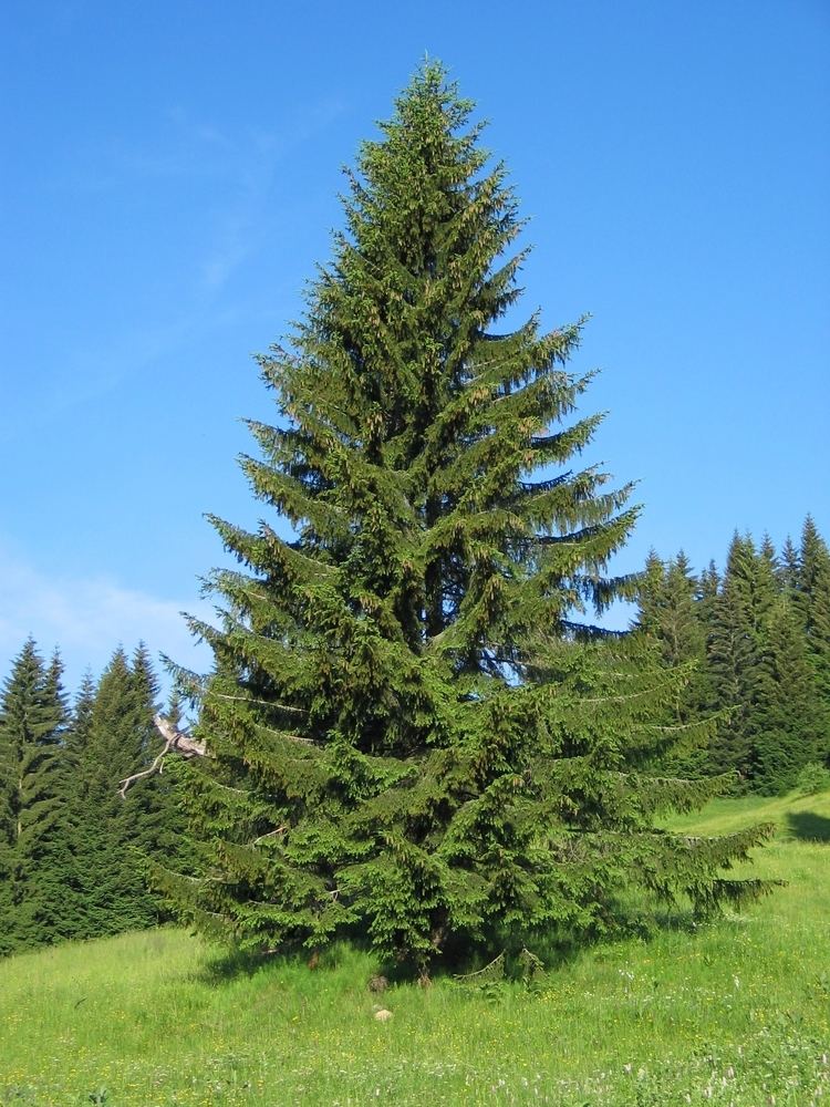 Picea abies Picea abies Wikiwand