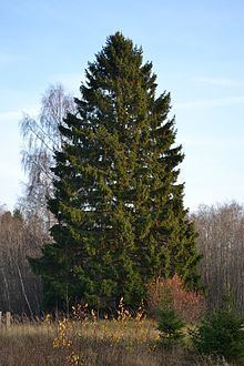 Picea abies httpsuploadwikimediaorgwikipediacommonsthu