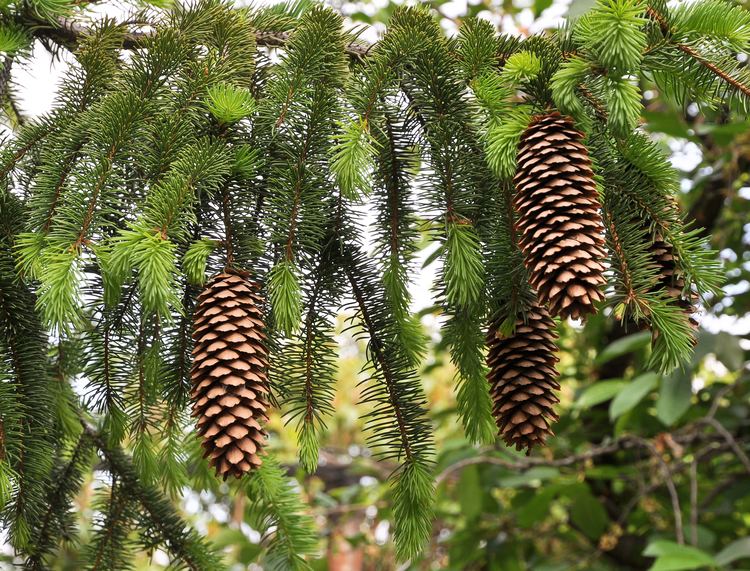 Picea abies FileNorway Spruce cones Picea abiesjpg Wikimedia Commons