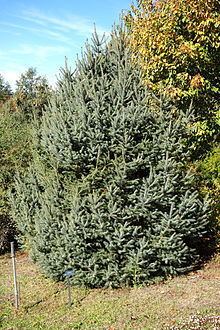 Picea brachytyla httpsuploadwikimediaorgwikipediacommonsthu