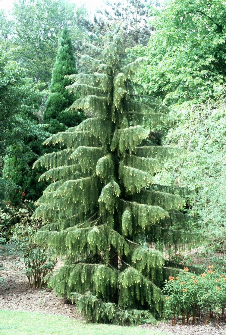 Picea breweriana Picea breweriana Newby Hall Yorkshire City of Vancouver Archives