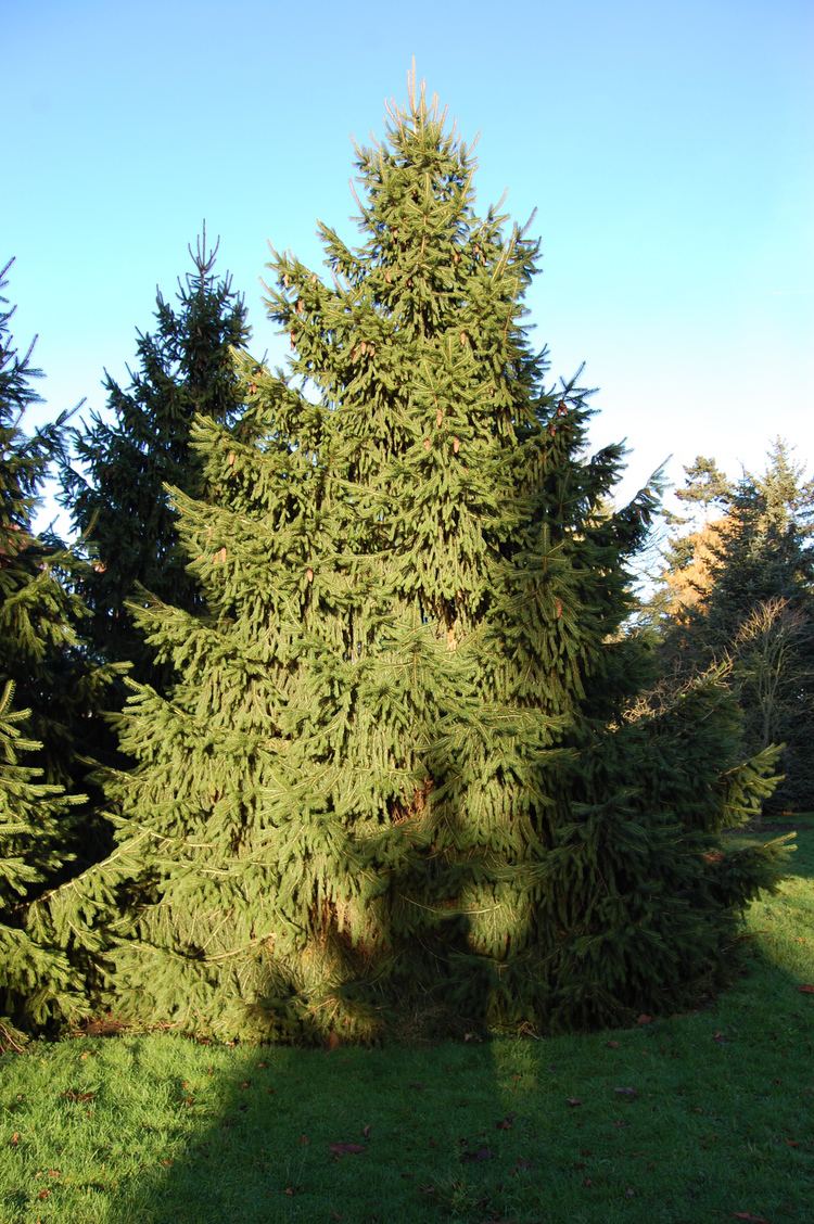 Picea chihuahuana Picea chihuahuana landscape architect39s pages