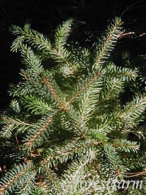 Picea crassifolia Picea crassifolia Conifer Record