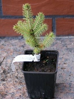 Picea crassifolia WIERK CRASSIFOLIA PICEA CRASSIFOLIASklep internetowy oferujcy