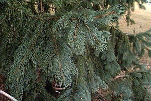 Picea engelmannii Picea engelmannii Engelmann Spruce Plant Database University of