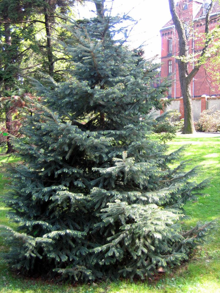 Picea engelmannii FilePicea engelmannii 01jpg Wikimedia Commons