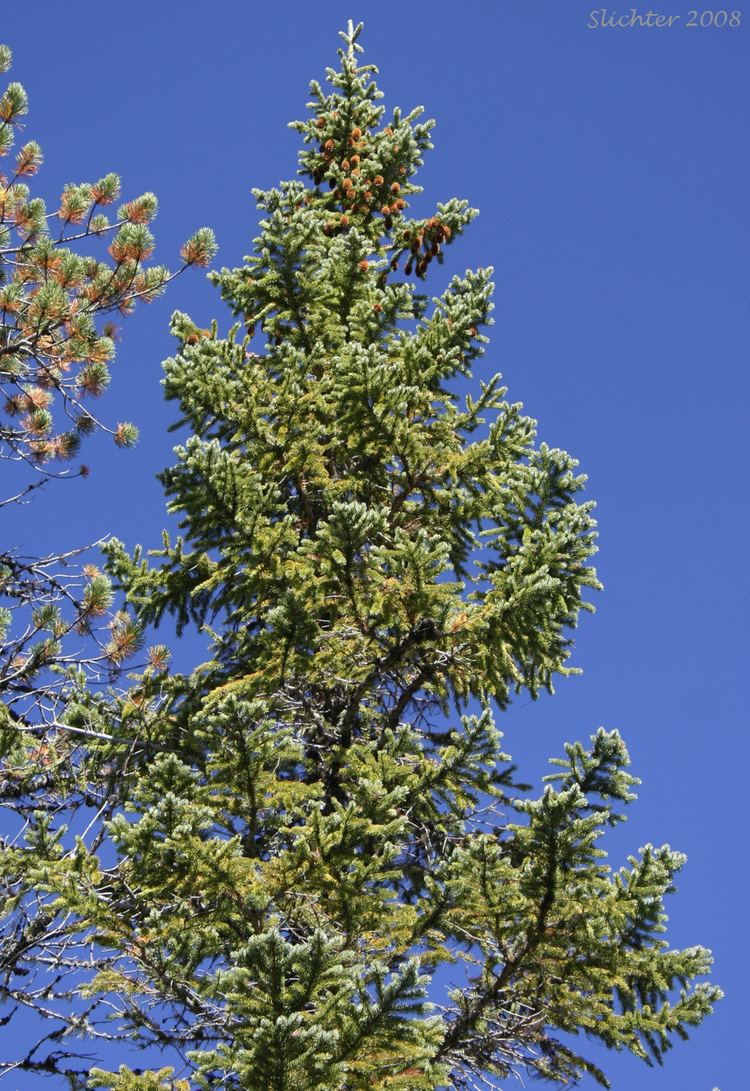 Picea engelmannii sciencehalleyhostingcomnaturecascademtadamst