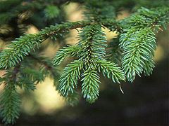Picea glehnii httpsuploadwikimediaorgwikipediacommonsthu