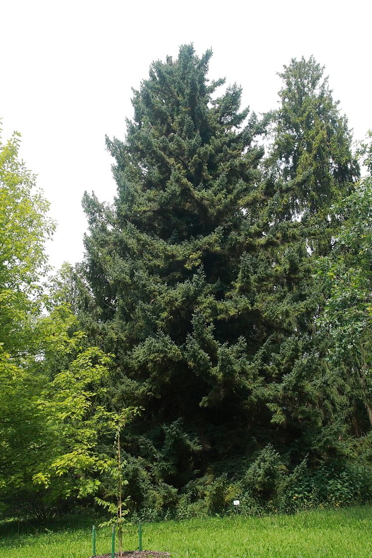 Picea glehnii SachalinFichte Wikipedia
