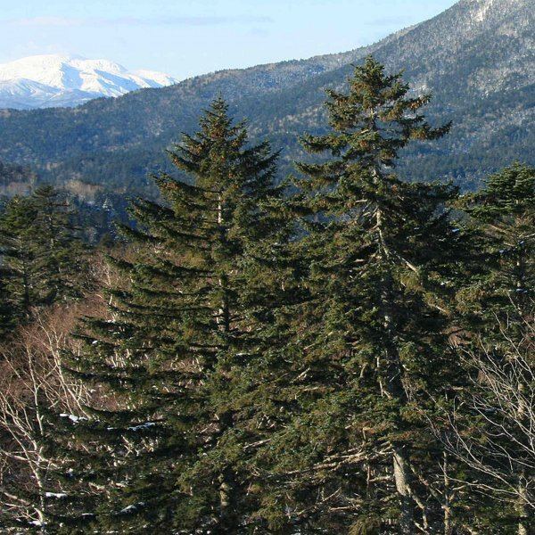 Picea jezoensis PICEA JEZOENSIS Jezo Spruce