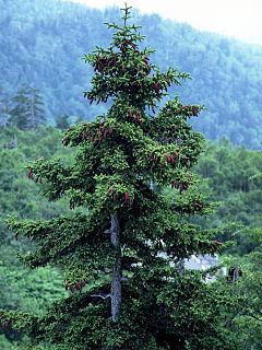 Picea jezoensis httpsuploadwikimediaorgwikipediacommonsthu