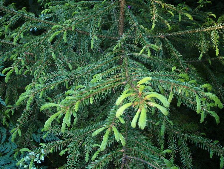 Picea koraiensis Picea koraiensis Wikipedia