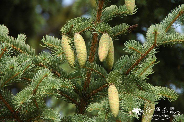 Picea koraiensis Picea Koraiensis Related Keywords amp Suggestions Picea Koraiensis