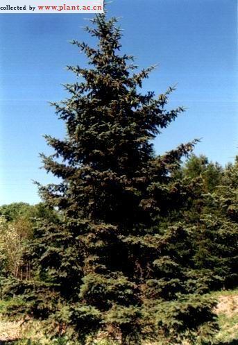 Picea koraiensis Picea koraiensis Nakai