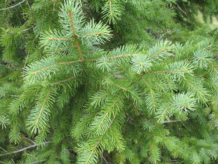 Picea koraiensis wwwonlineplantguidecomImage20LibraryP20113jpg