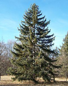 Picea koyamae httpsuploadwikimediaorgwikipediacommonsthu