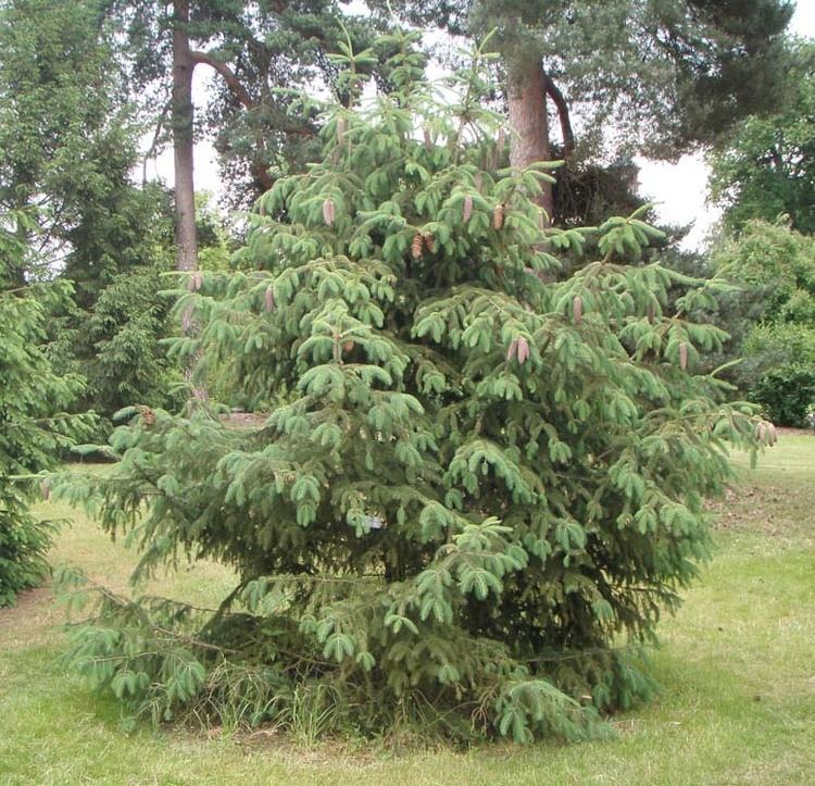 Picea likiangensis wwwconifersorgpipillikiangensis02jpg