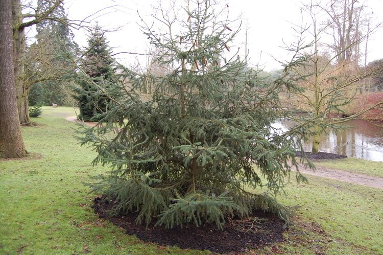 Picea likiangensis Picea likiangensis landscape architect39s pages