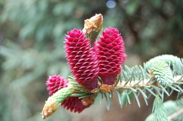 Picea likiangensis Picea likiangensis Conifer Record