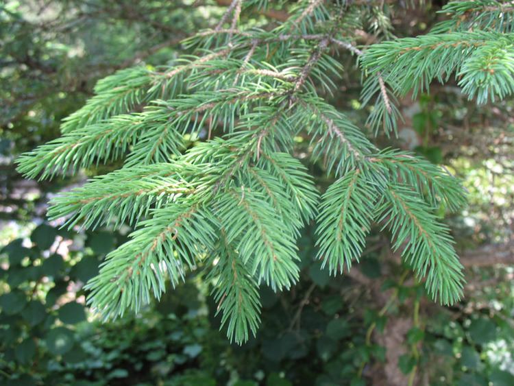 Picea likiangensis Online Plant Guide Picea likiangensis var purpurea Purple