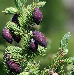 Picea mariana wwwpfaforgAdminPlantImagesPiceaMarianajpg