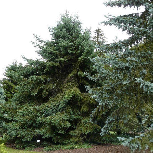 Picea meyeri PICEA MEYERI Meyers Spruce