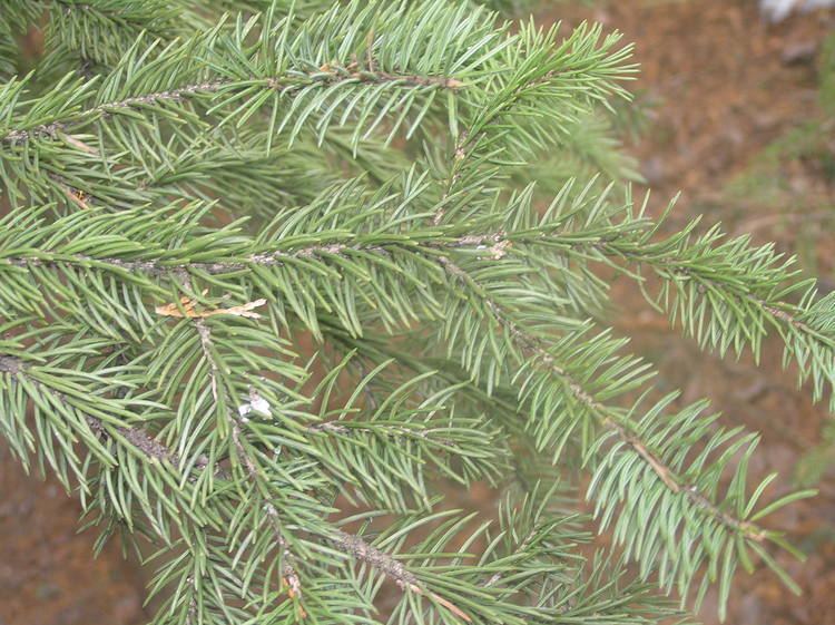 Picea meyeri Picea meyeri Rehd amp EH Wilson Checklist View
