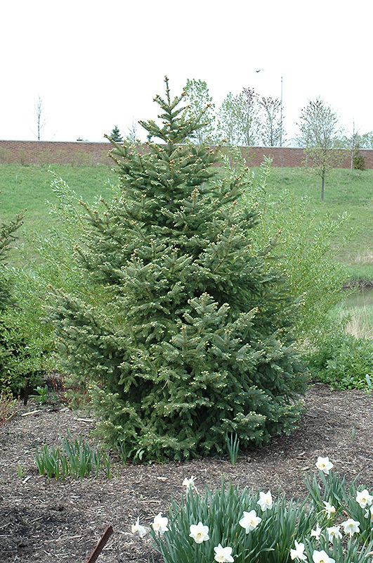 Picea meyeri Meyer39s Blue Spruce Picea meyeri in Minneapolis St Paul Twin